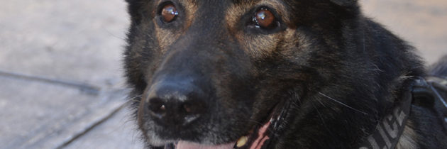 Handler Officer Brian Olson & K9 Mondo (retired)