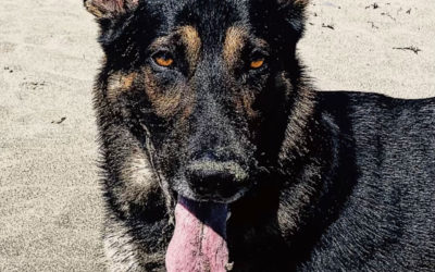 Emergency Surgery for Retired K9 Riggs