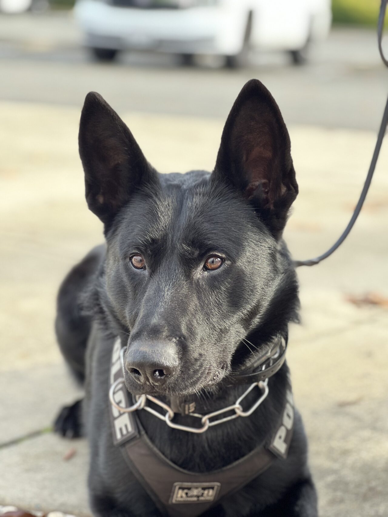 A New Four-Legged Officer In Town: Roseville PD Welcomes K9 Bordy ...