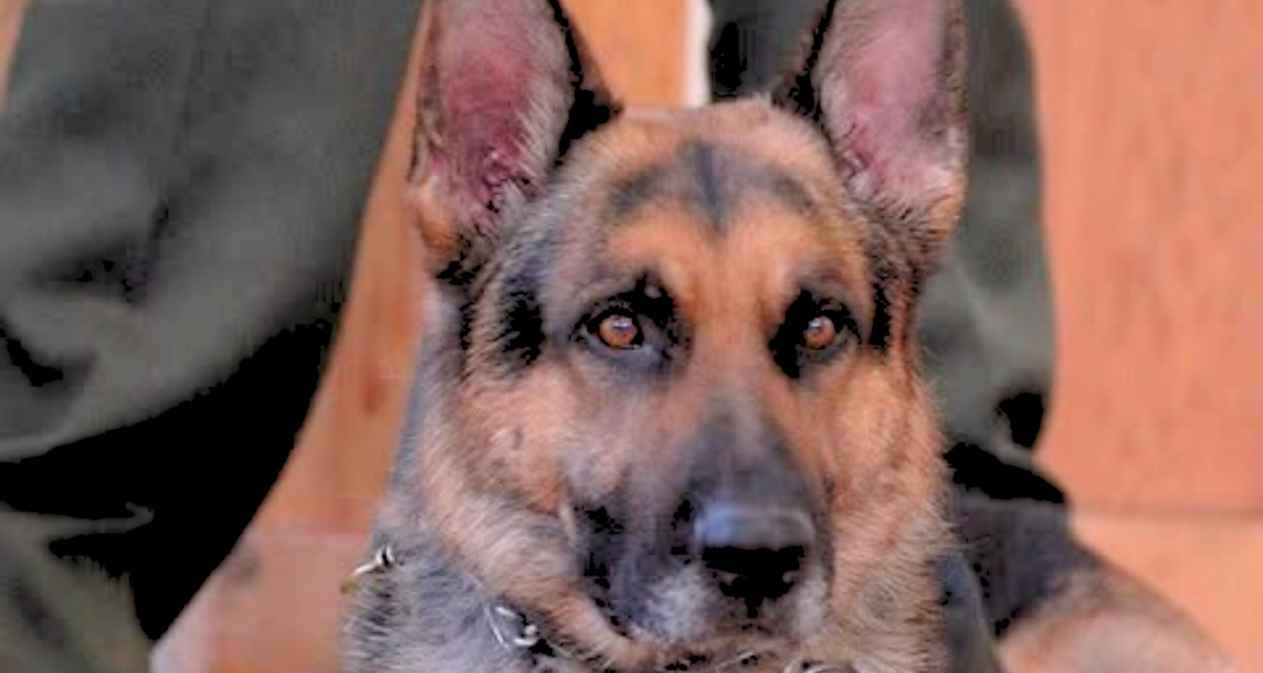 Ever Vigilant
